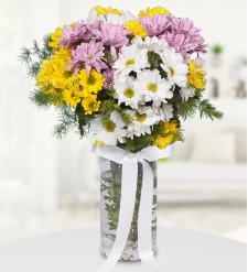 Colorful Daisies