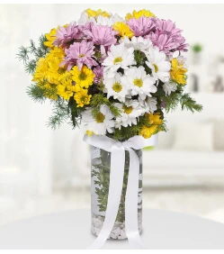 Colorful Daisies