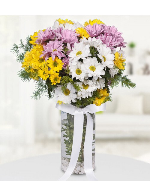 Colorful Daisies