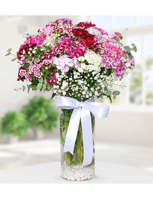Sweet William